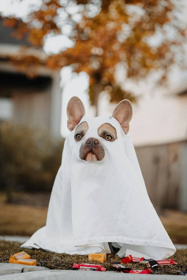 halloween-dog-training