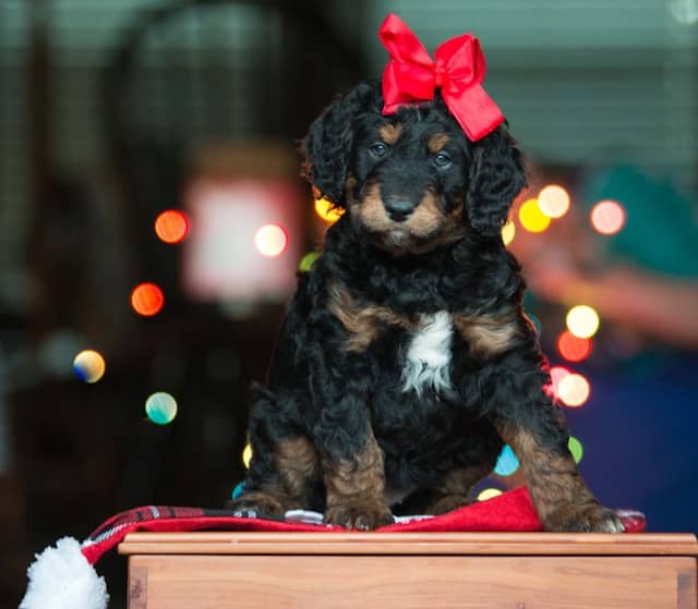 Christmas Puppy