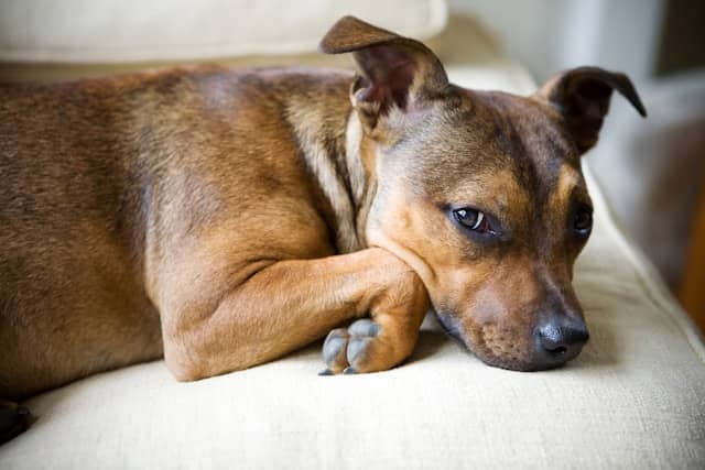 stressed-dog