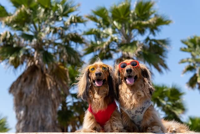 summer dogs